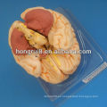 ISO Deluxe Brain Modelo anatómico, anatomía del cerebro